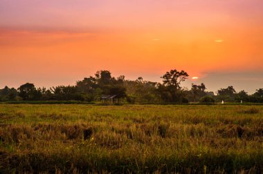 Kırsal kesimde gün batımından sonra pirinç sakalı