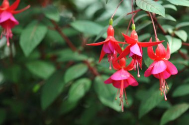 Pembe tonlarda fuşya çiçekleri asmak