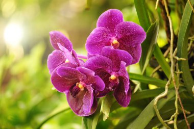 Güzel Mor Orkide çiçeğinin yakın çekimi