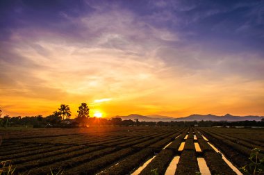 Gün batımında kırsal alanda ekilmiş toprak
