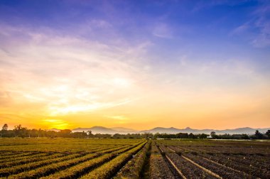 Gün batımında kırsal alanda ekilmiş toprak