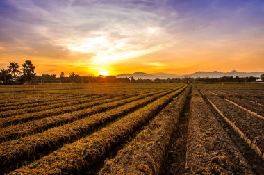 Gün batımında kırsal alanda ekilmiş toprak