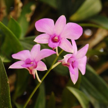 Güzel orkide çiçekleri ve bulanık arkaplan