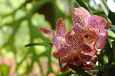 Güzel orkide çiçekleri ve bulanık arkaplan