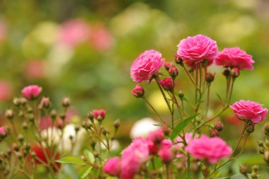 Gül alanı (Rosaceae) ve bulanık arkaplan