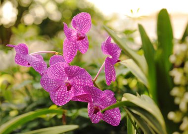 Güzel orkide çiçekleri ve bulanık arkaplan