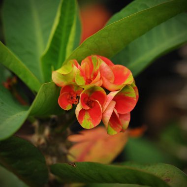 Tahtlar üzerinde yeşil yapraklı çiçekler...