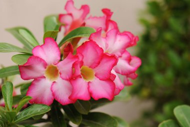 Pembe çöl gülü veya Impala Lily veya alay açelya çiçek