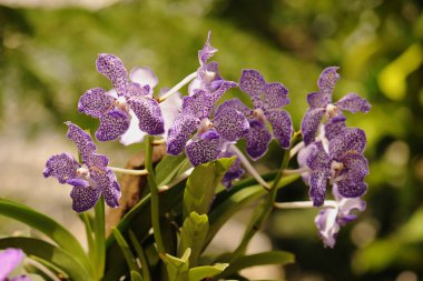 Güzel orkide çiçekleri ve bulanık arkaplan