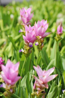 Bahçedeki Doğal Siyam laleleri