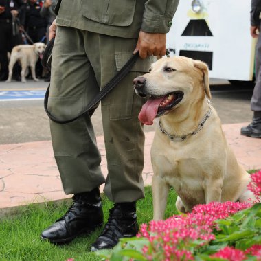 Dili çıkmış bir köpek.