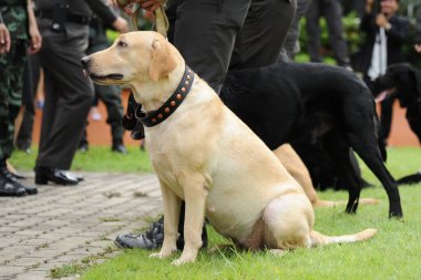 Bir polis köpeği oturup emirlerini bekler..