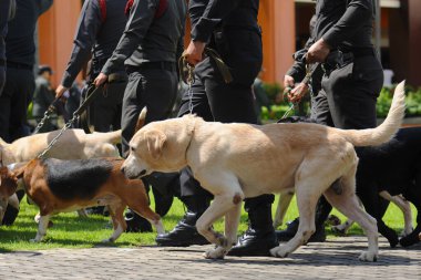 Bir grup polis köpeği eğitim görüyor..