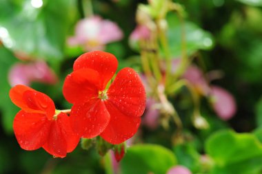 Doğada güzel sardunya çiçekleri