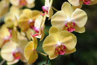 Yumuşak odaklı ve bulanık arkaplanı olan güzel orkide çiçekleri