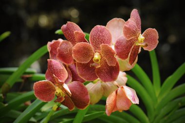 Yumuşak odaklı ve bulanık arkaplanı olan güzel orkide çiçekleri