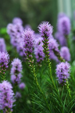 Liatris, Asteraceae familyasından bir bitki cinsidir.