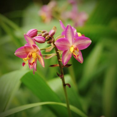 Yumuşak arkaplanı olan güzel bir orkide.