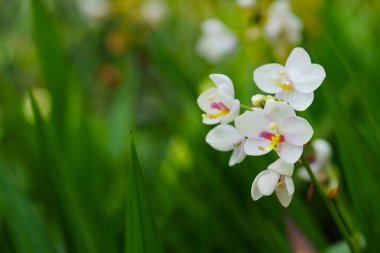 Yumuşak arkaplanı olan güzel bir orkide.