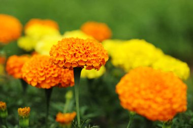 Kadife çiçekleri doğada