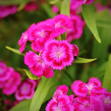 Bahçedeki pembe dianthus çiçeği