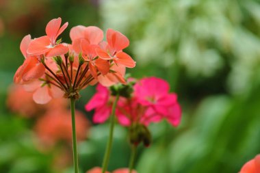 Arka bahçeye sardunya çiçekleri ekildi.