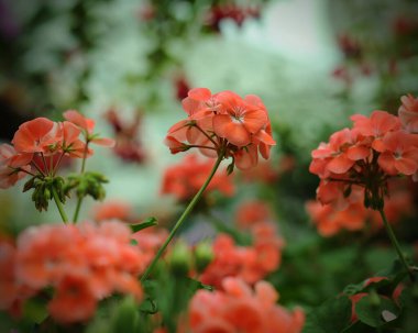 Arka bahçeye sardunya çiçekleri ekildi.