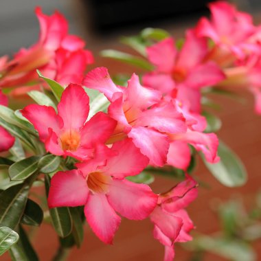 Pembe çöl gülü veya Impala Lily veya alay açelya çiçek