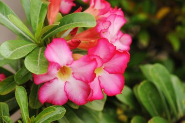 Pembe çöl gülü veya Impala Lily veya alay açelya çiçek