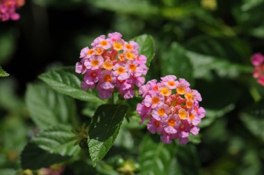 Lantana Camara çiçeğine yaklaş