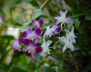 Yumuşak odaklı ve bulanık arkaplanı olan güzel orkide çiçekleri