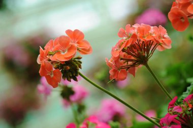 Arka bahçeye sardunya çiçekleri ekildi.