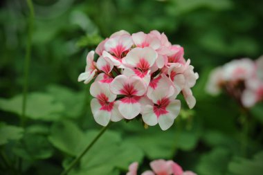 Arka bahçeye sardunya çiçekleri ekildi.