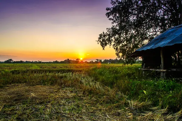 Kırsal kesimde gün batımından sonra pirinç sakalı