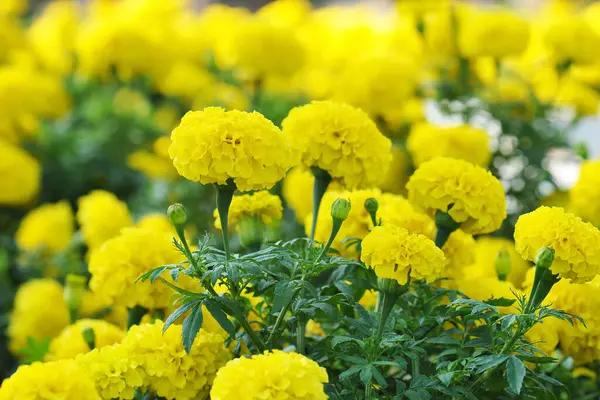 Bahçedeki Marigold çiçeklerini kapat.