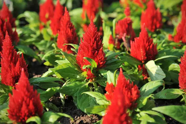 Kızıl Celosia çiçeği, Çin Yün Çiçeği