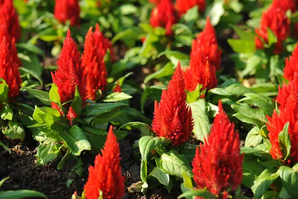 Kızıl Celosia çiçeği, Çin Yün Çiçeği