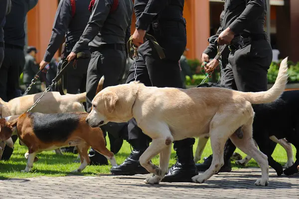 Bir grup polis köpeği eğitim görüyor..