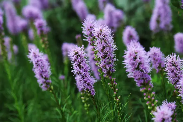 Liatris, Asteraceae familyasından bir bitki cinsidir.