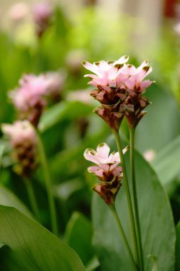 Siyam laleleri doğal olarak çiçek açıyor.