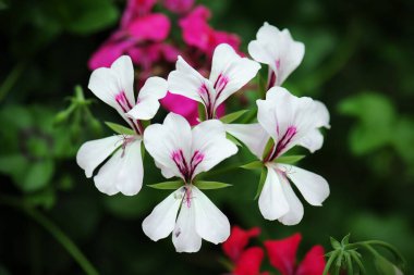 Güzel sardunyalar doğada çiçek açar.