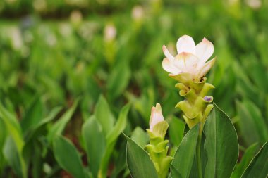 Bahçede çiçek açan güzel beyaz kız laleleri.
