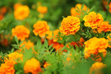 Bahçe bahçesinde taze altın kadife çiçekleri