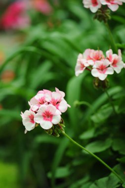 Güzel sardunyalar doğada çiçek açar.