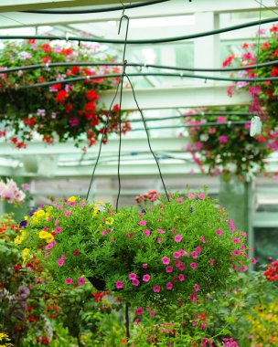 Saksıyı asılı da Petunya çiçek