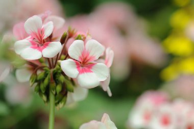 Güzel sardunyalar doğada çiçek açar.