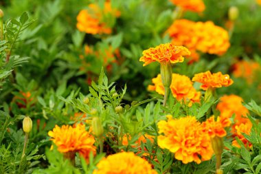 Bahçe bahçesinde taze altın kadife çiçekleri