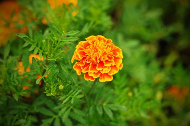 Bahçe bahçesinde taze altın kadife çiçekleri