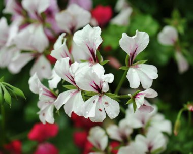 Güzel sardunyalar doğada çiçek açar.
