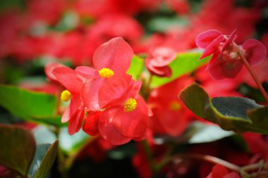 Doğada pembe begonya çiçekleri